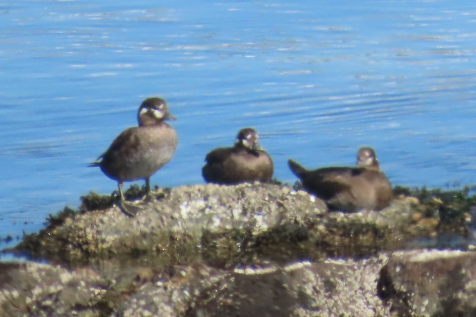 Harlequin Duck - ML642142567