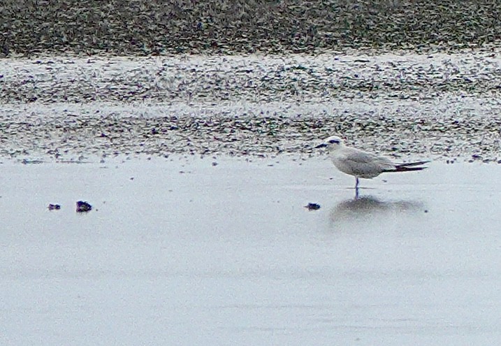 Gull-billed Tern - ML642142571