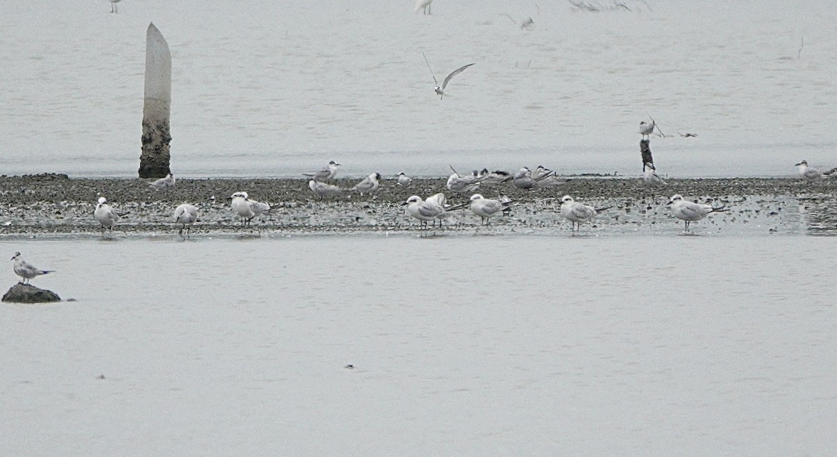 Gull-billed Tern - ML642142572