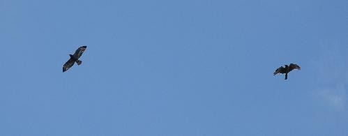 Cooper's Hawk - ML642142579