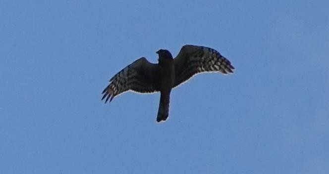 Cooper's Hawk - ML642142580
