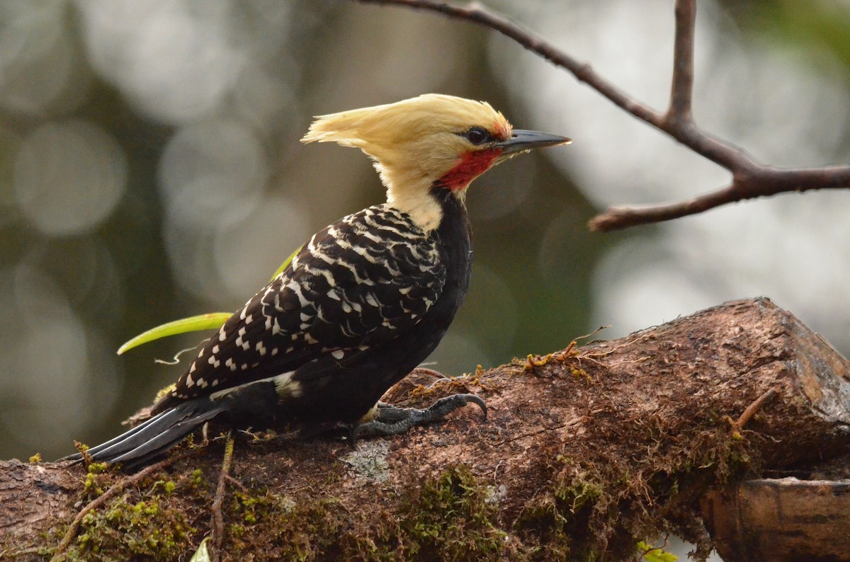 Blond-crested Woodpecker - ML642142583
