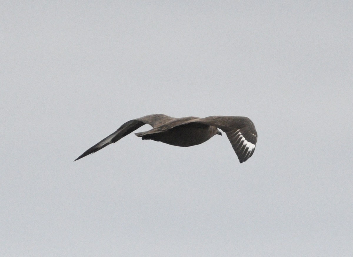 South Polar Skua - ML642142613