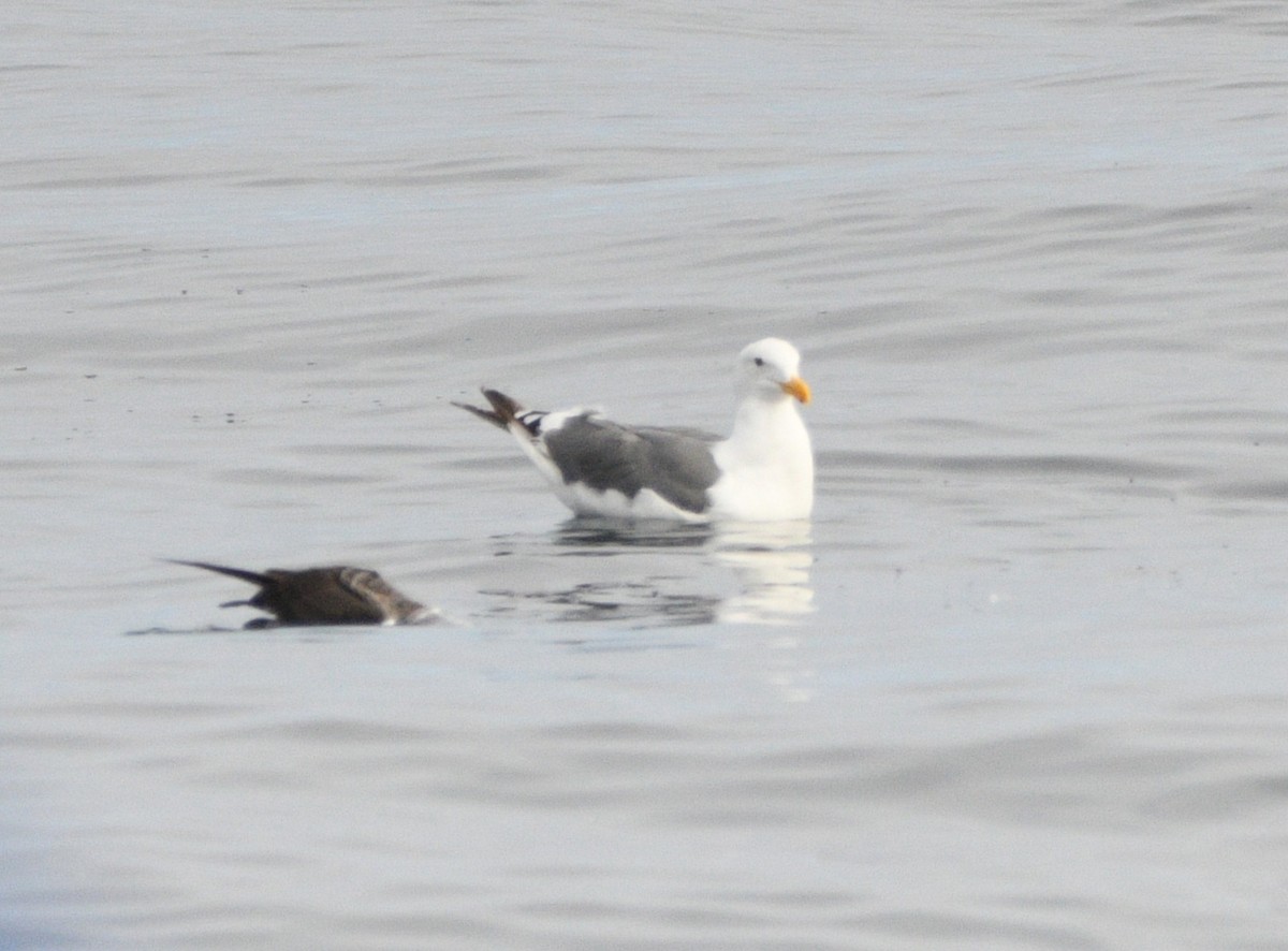 Gaviota Occidental - ML642142621