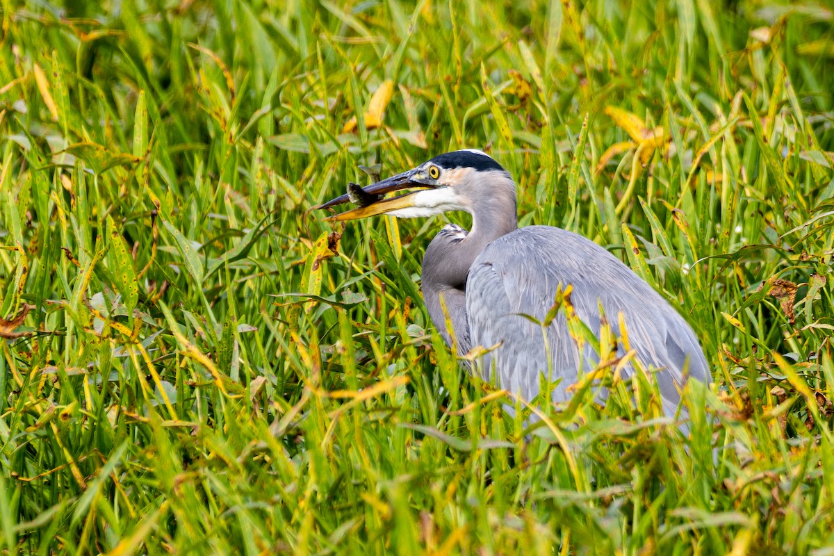 Great Blue Heron - ML642142629