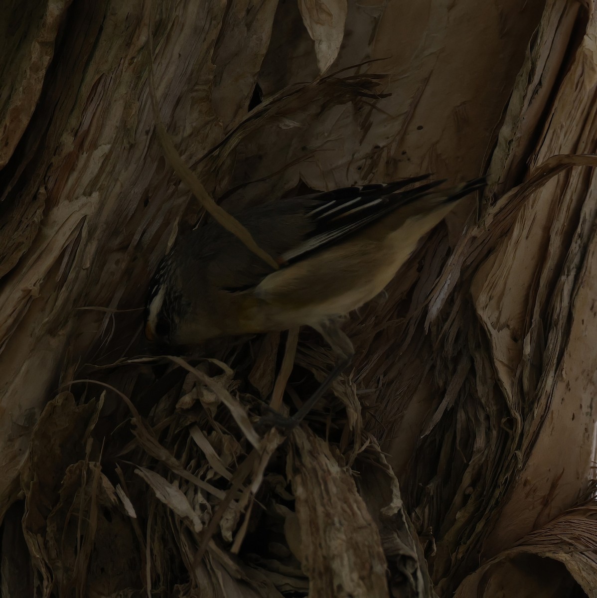 Striated Pardalote - ML642142631