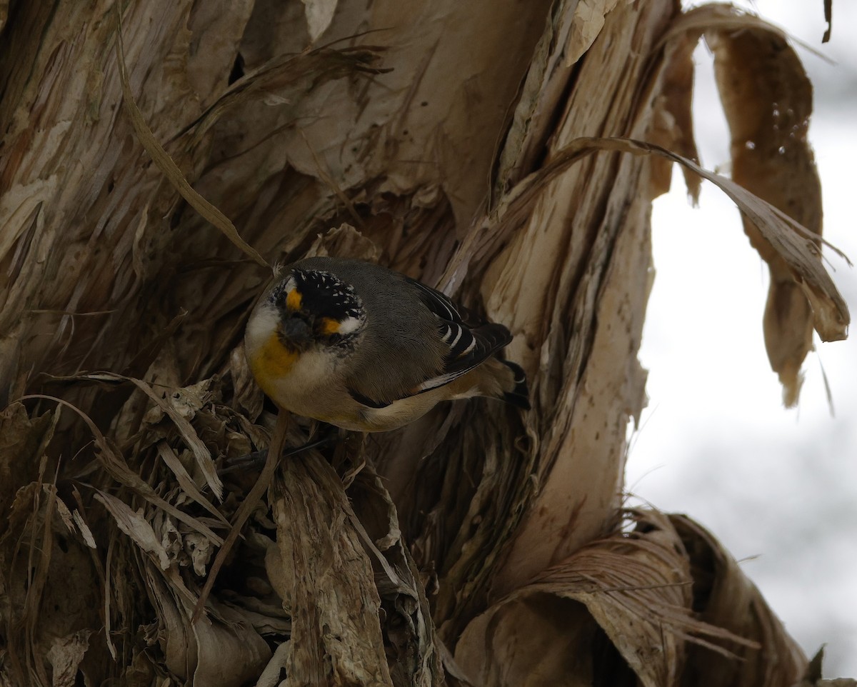 Striated Pardalote - ML642142633
