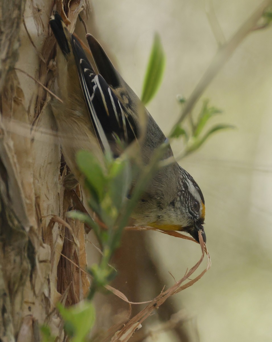 Striated Pardalote - ML642142634