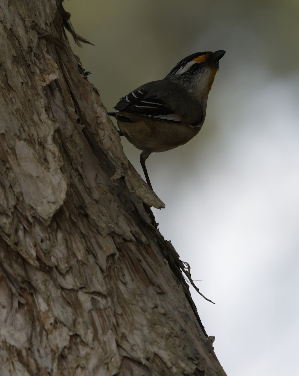 Striated Pardalote - ML642142635