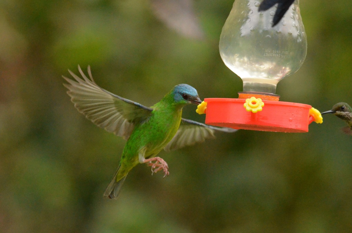 Blue Dacnis - ML642142637