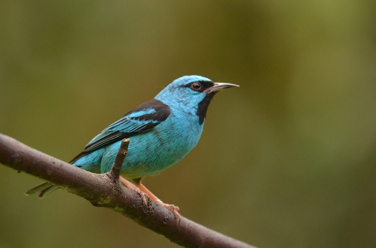 Blue Dacnis - ML642142638