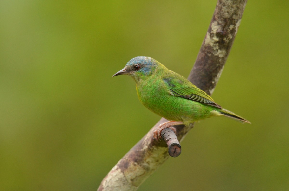 Blue Dacnis - ML642142639