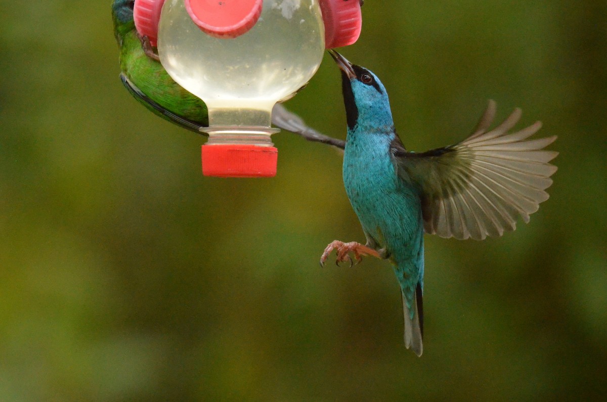 Blue Dacnis - ML642142641