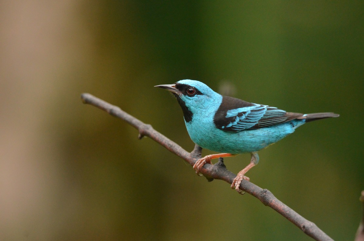 Blue Dacnis - ML642142643