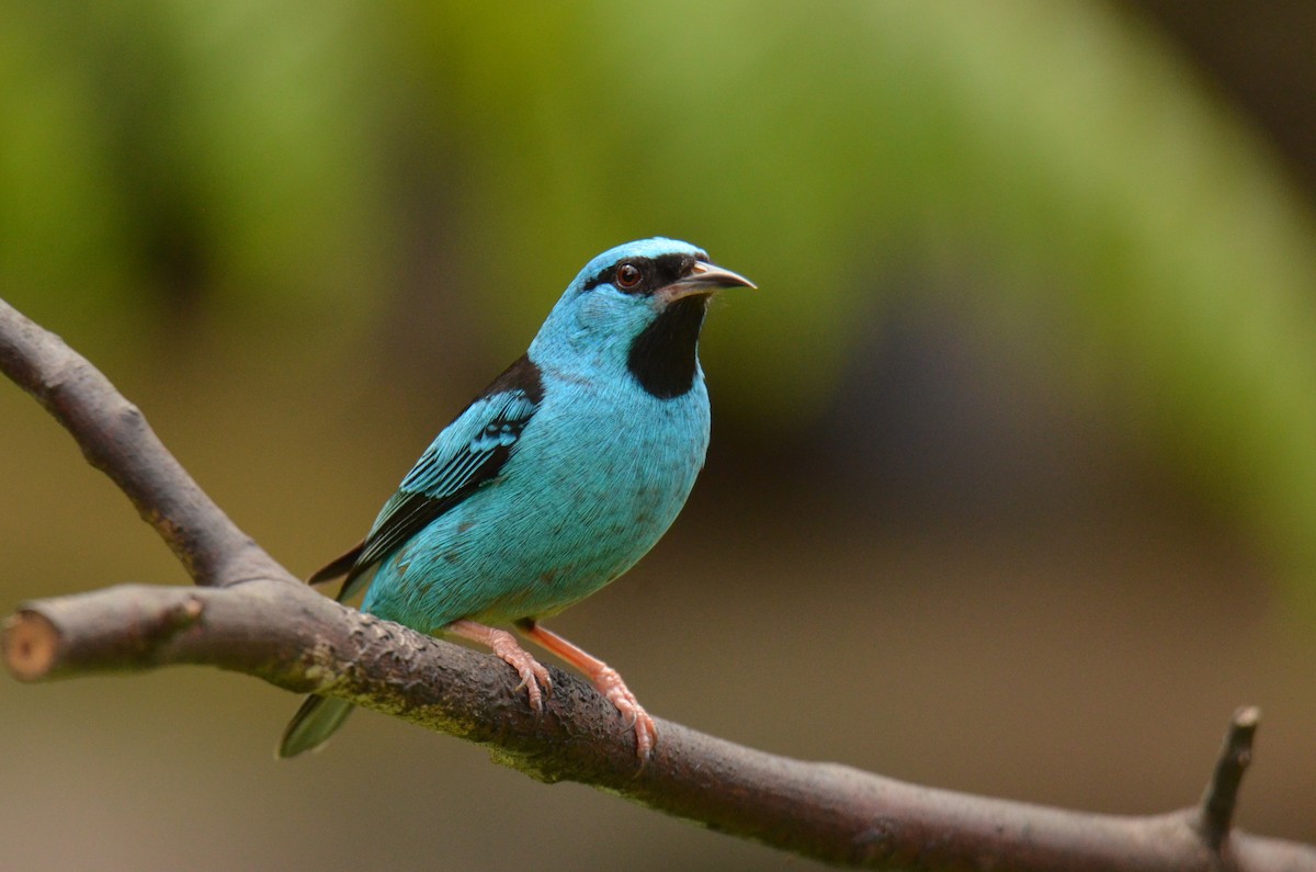 Blue Dacnis - ML642142644
