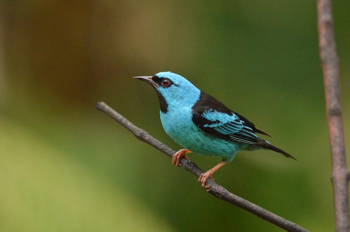 Blue Dacnis - ML642142646