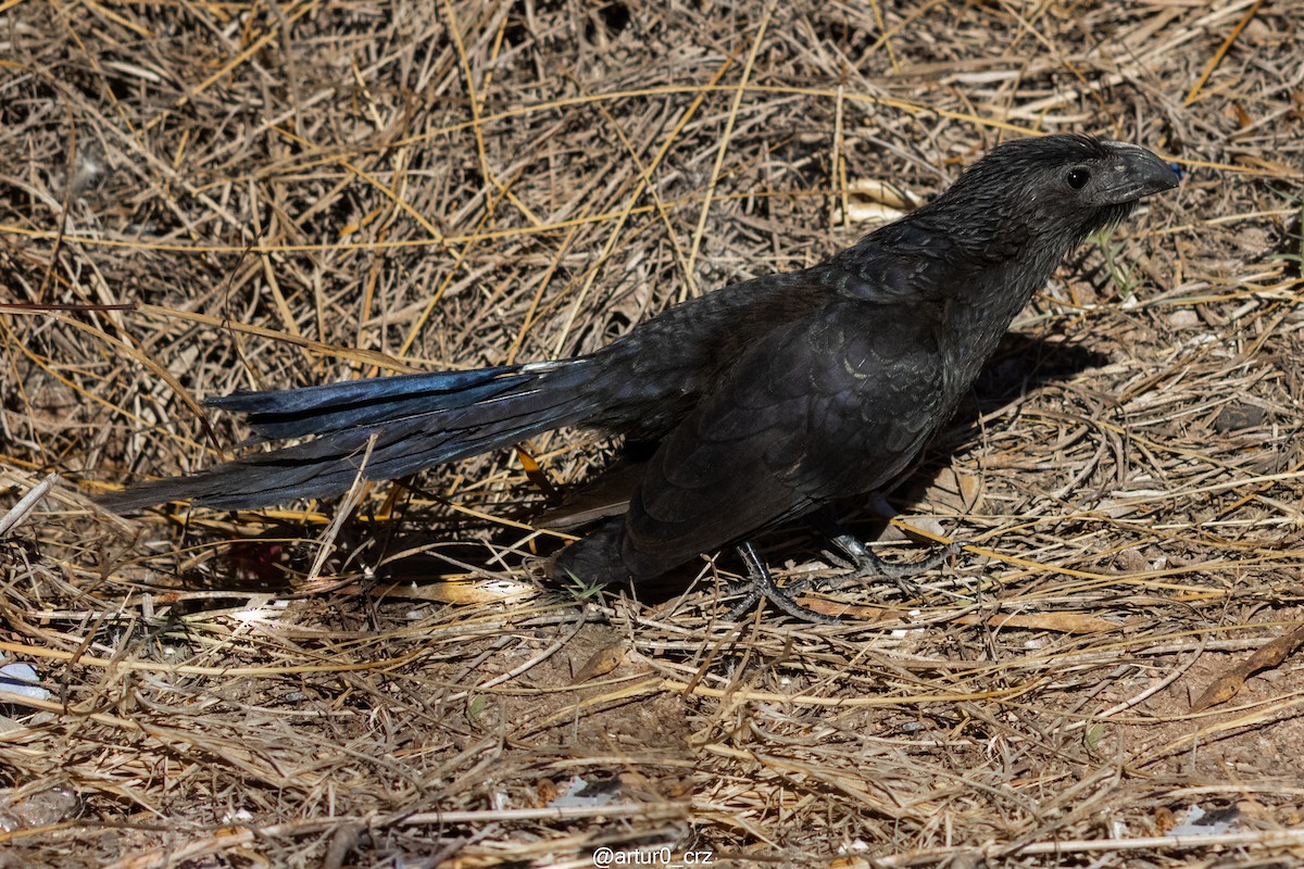 Groove-billed Ani - ML642142647