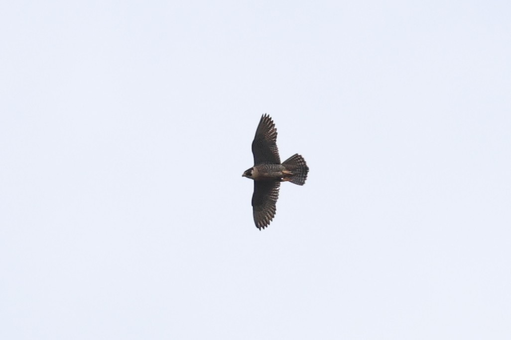 Peregrine Falcon - ML642142648