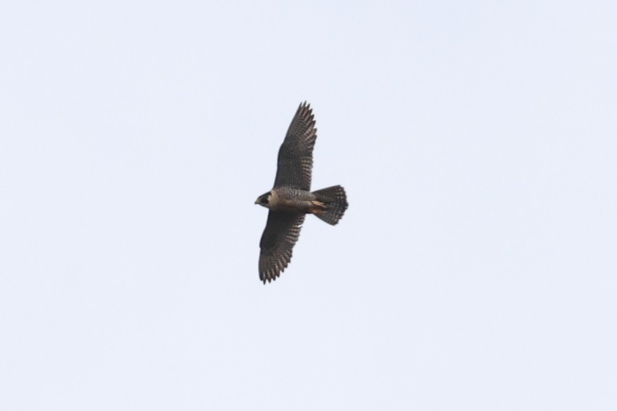 Peregrine Falcon - ML642142649
