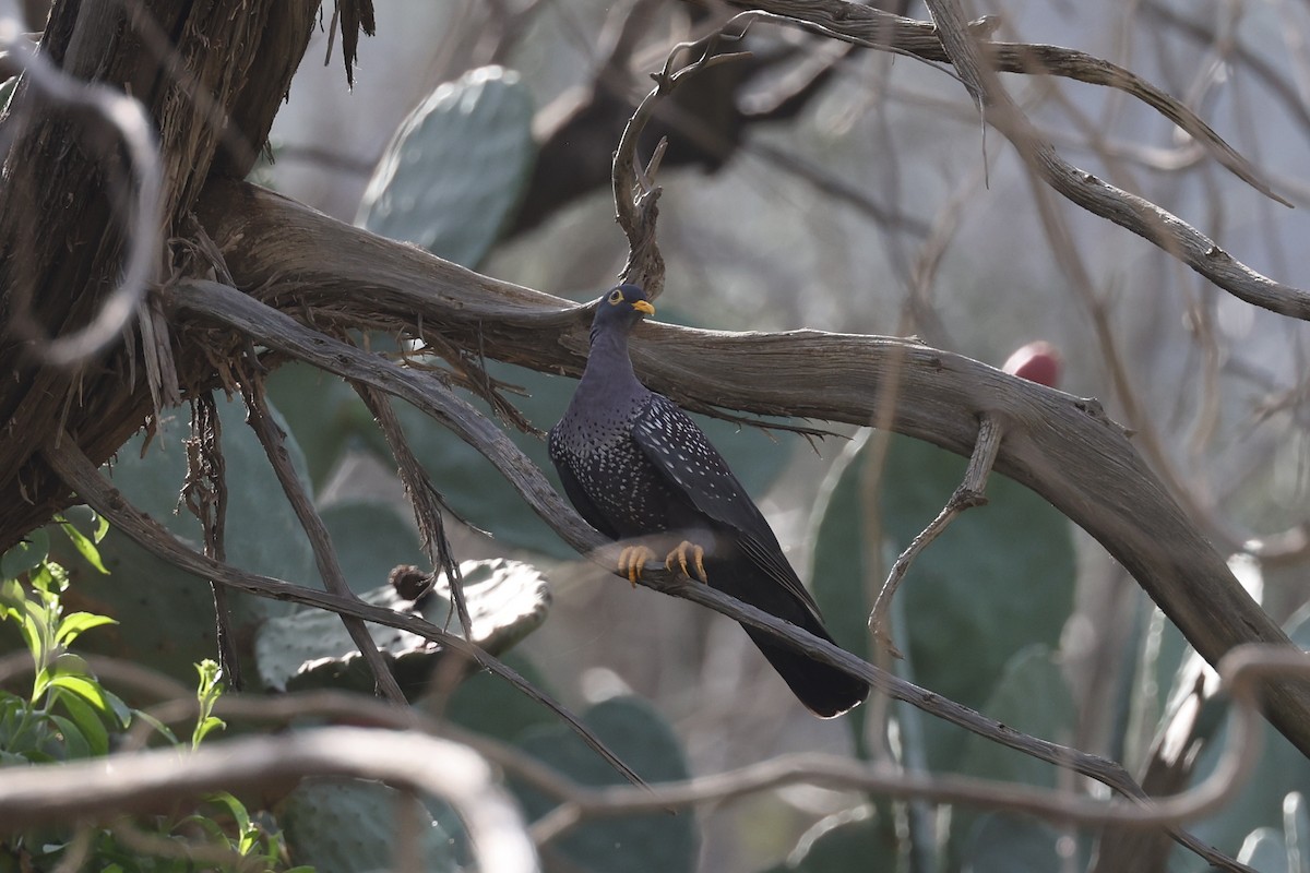 Rameron Pigeon - ML642142650