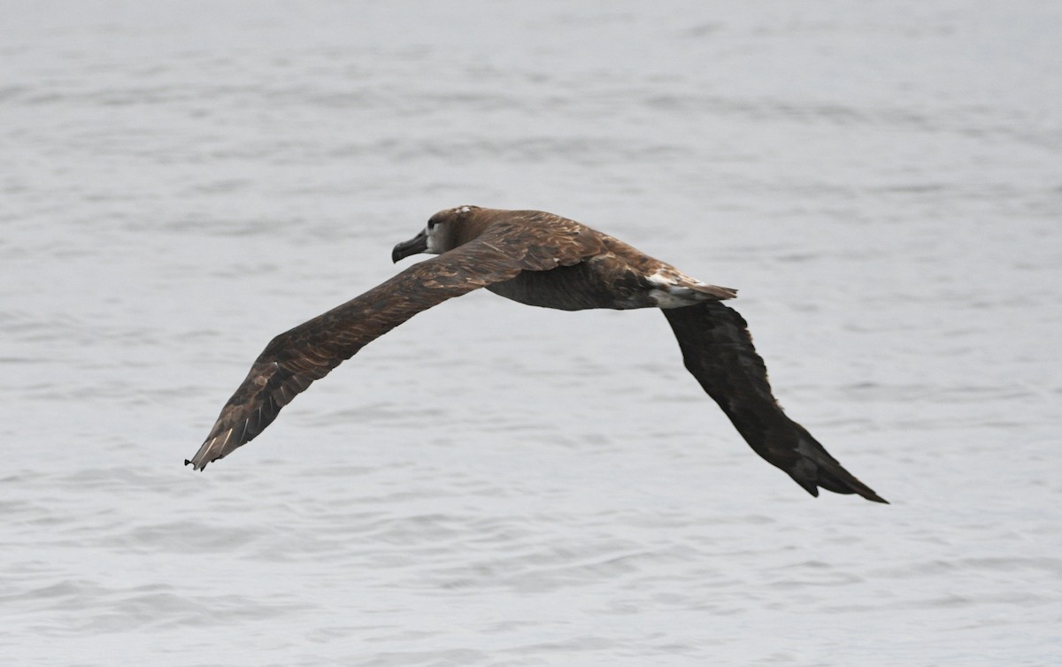 Black-footed Albatross - ML642142652