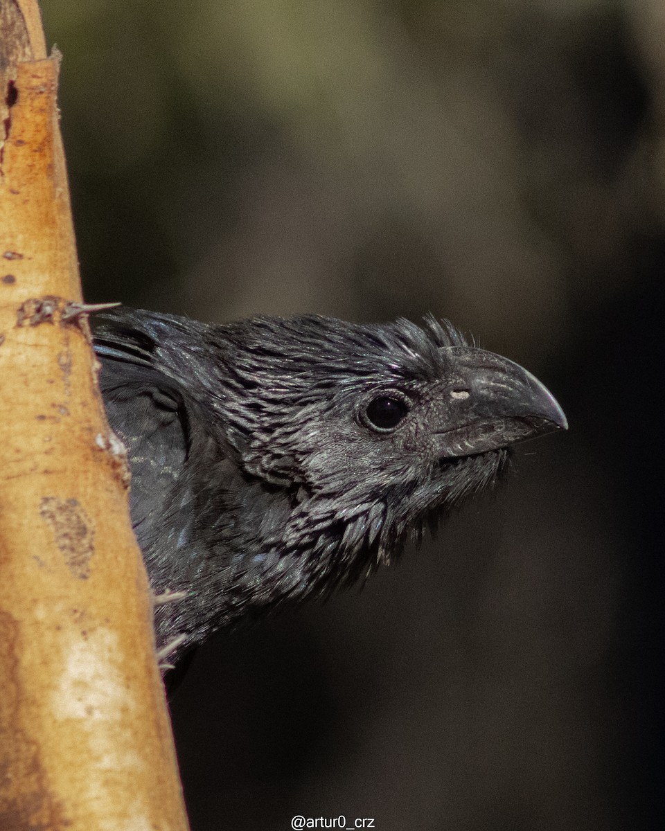 Groove-billed Ani - ML642142654