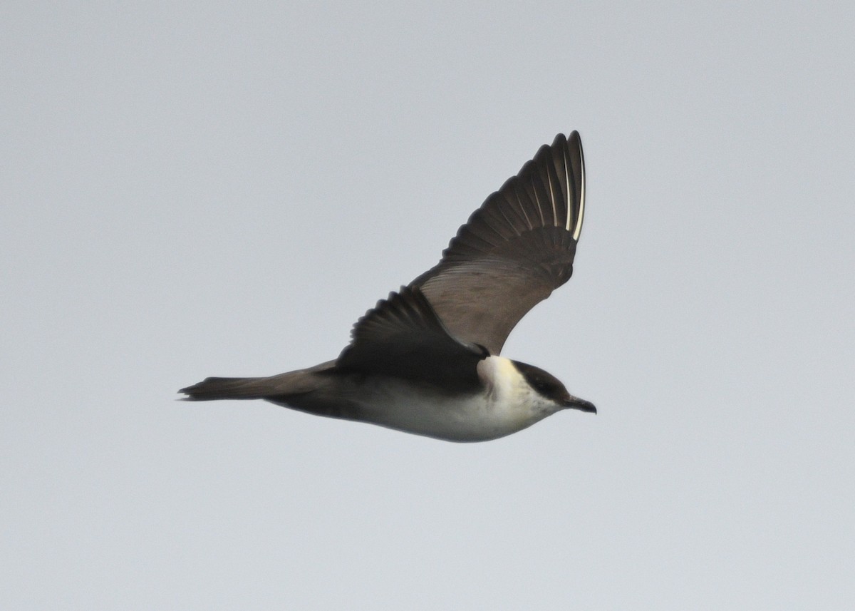 Long-tailed Jaeger - ML642142656