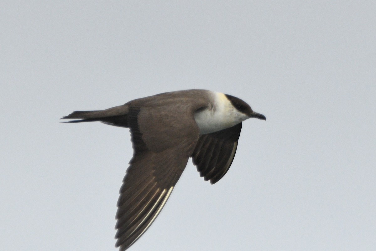 Long-tailed Jaeger - ML642142657