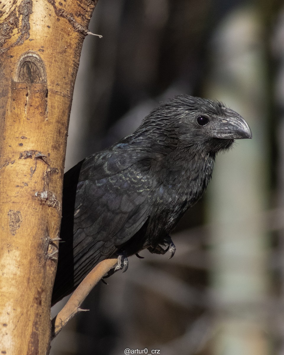 Groove-billed Ani - ML642142658