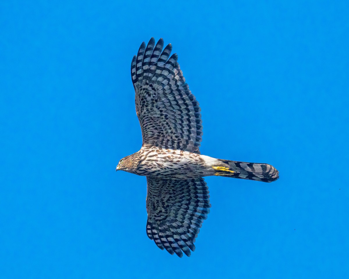 Cooper's Hawk - ML642142659