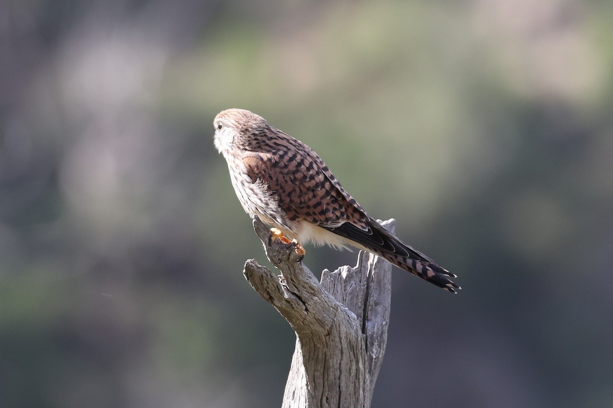 Eurasian Kestrel - ML642142661