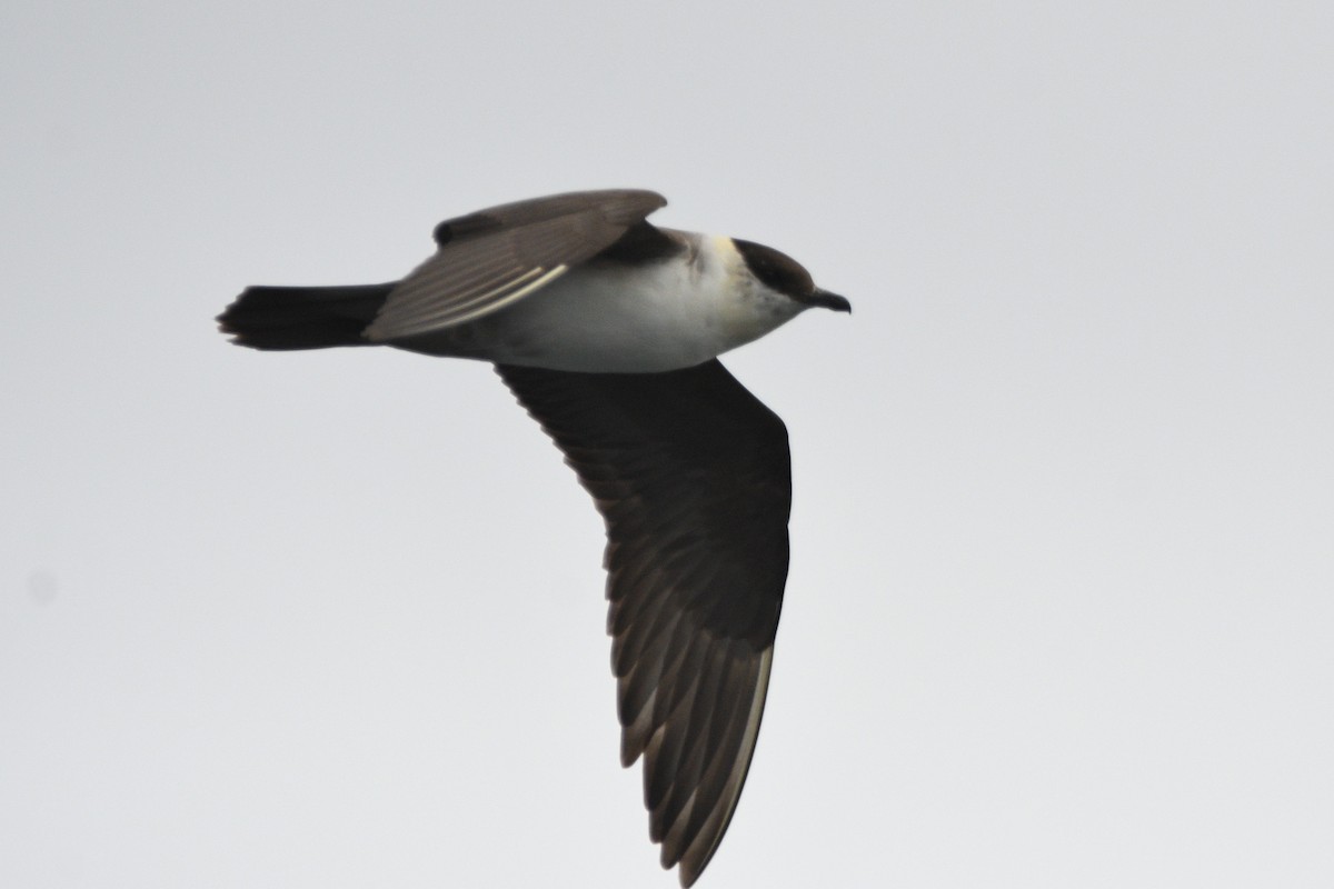 Long-tailed Jaeger - ML642142663