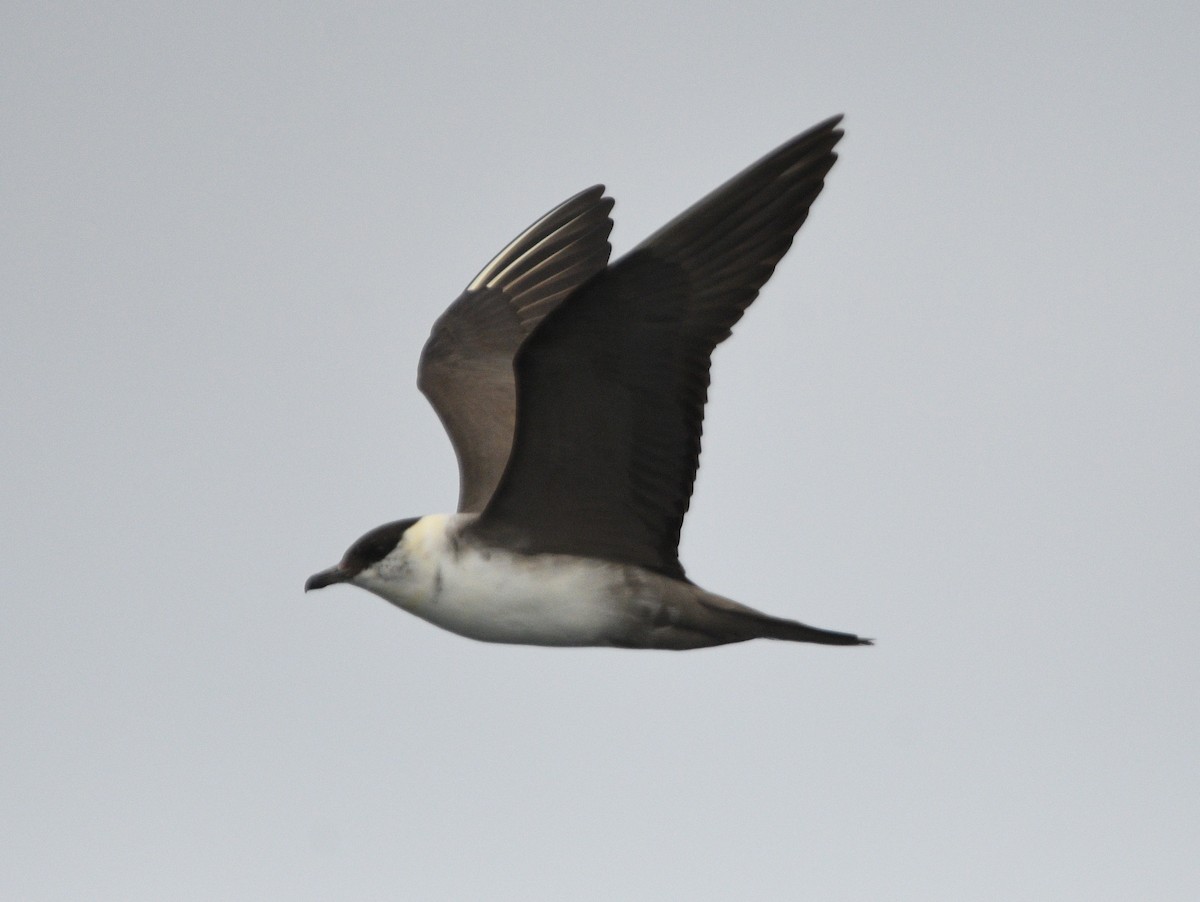 Long-tailed Jaeger - ML642142664