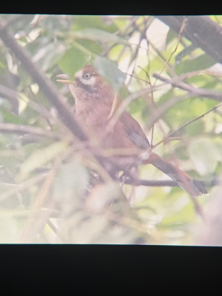 Bıyıklı Gevezeardıç (cinereiceps) - ML642142671