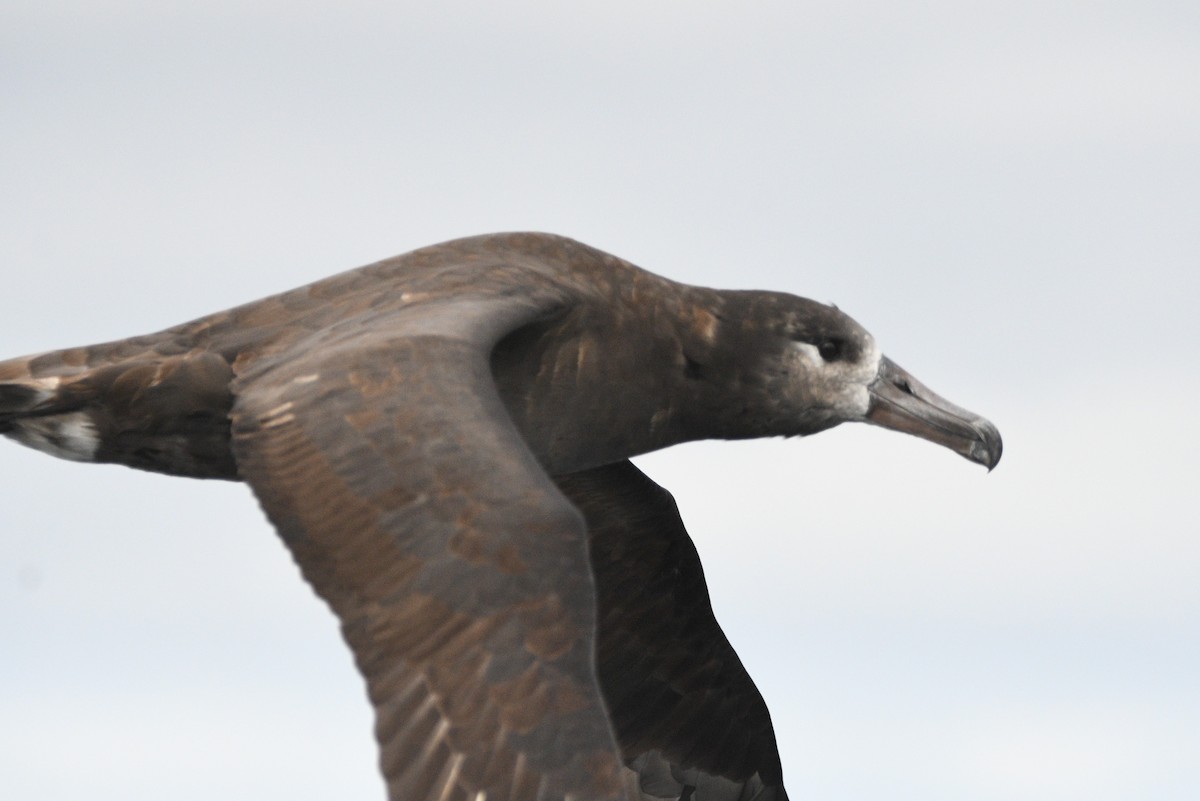 Black-footed Albatross - ML642142675