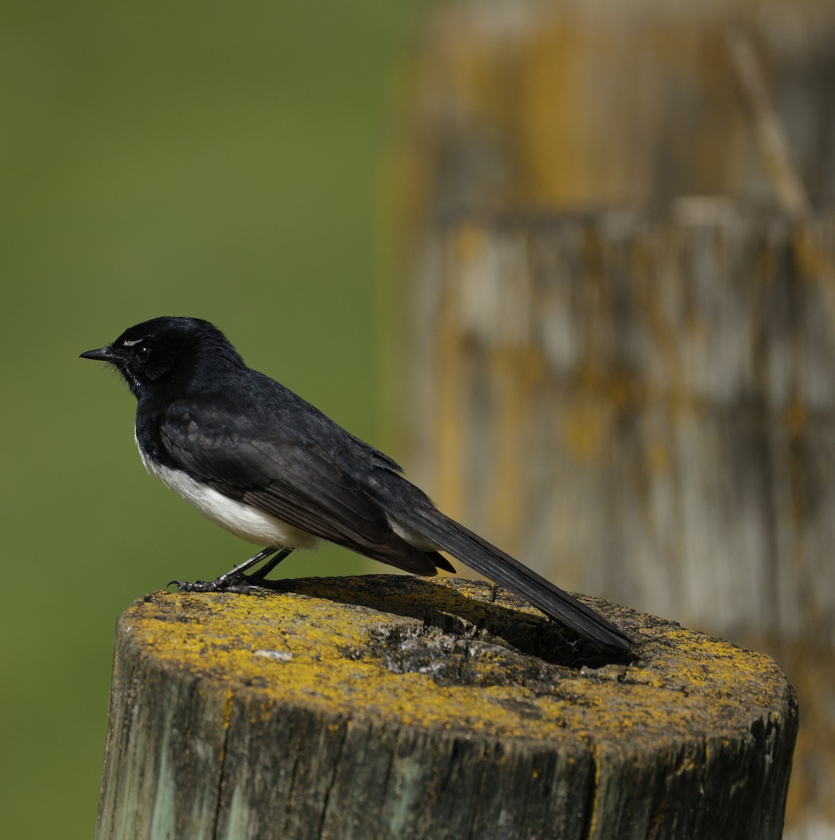Willie-wagtail - ML642142677
