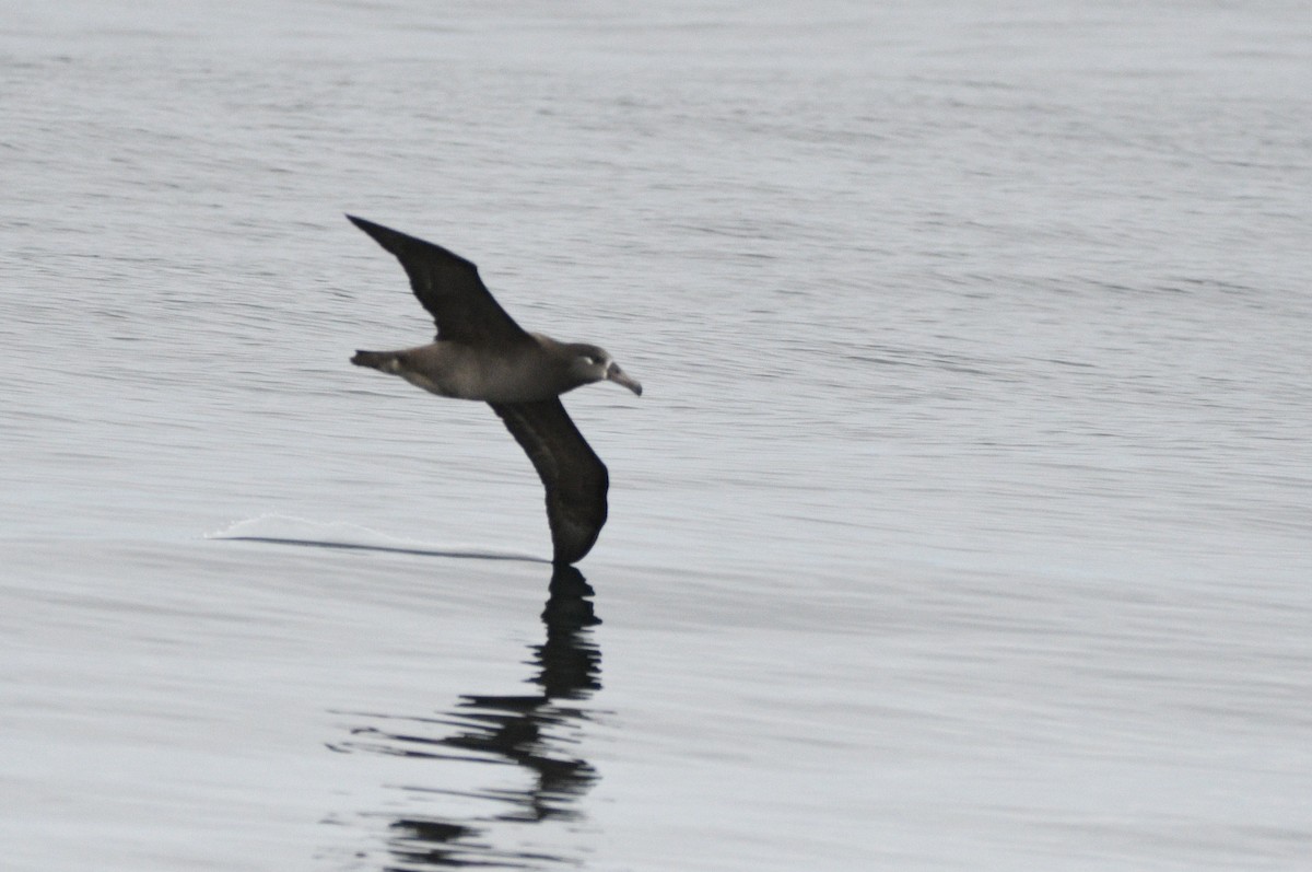 Black-footed Albatross - ML642142679