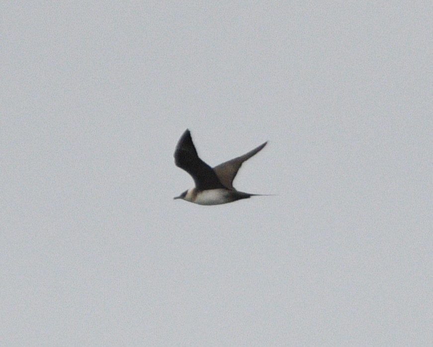 Parasitic Jaeger - ML642142701
