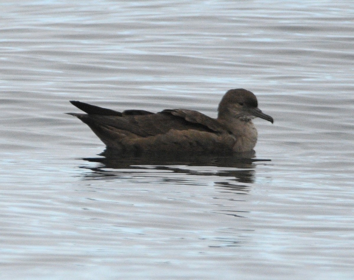 Short-tailed Shearwater - ML642142706