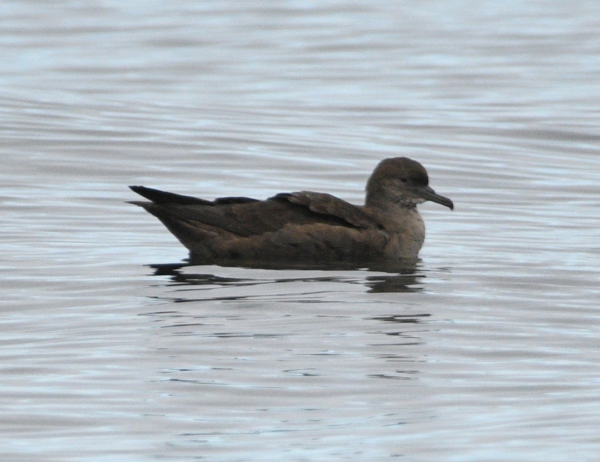 Short-tailed Shearwater - ML642142707