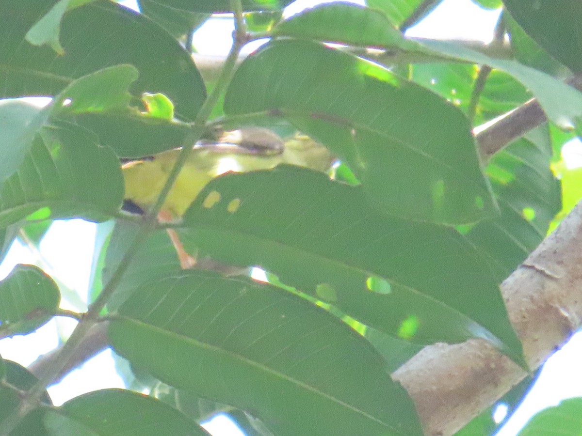 Spectacled Spiderhunter - ML642142729