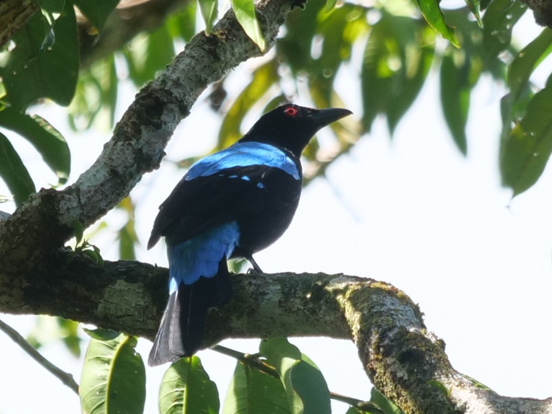 Palawan Fairy-bluebird - ML642142751