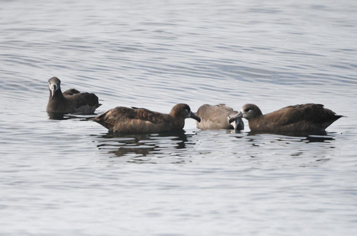 Black-footed Albatross - ML642142755
