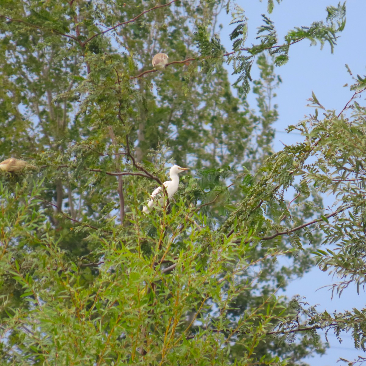 Western Cattle-Egret - ML642142757