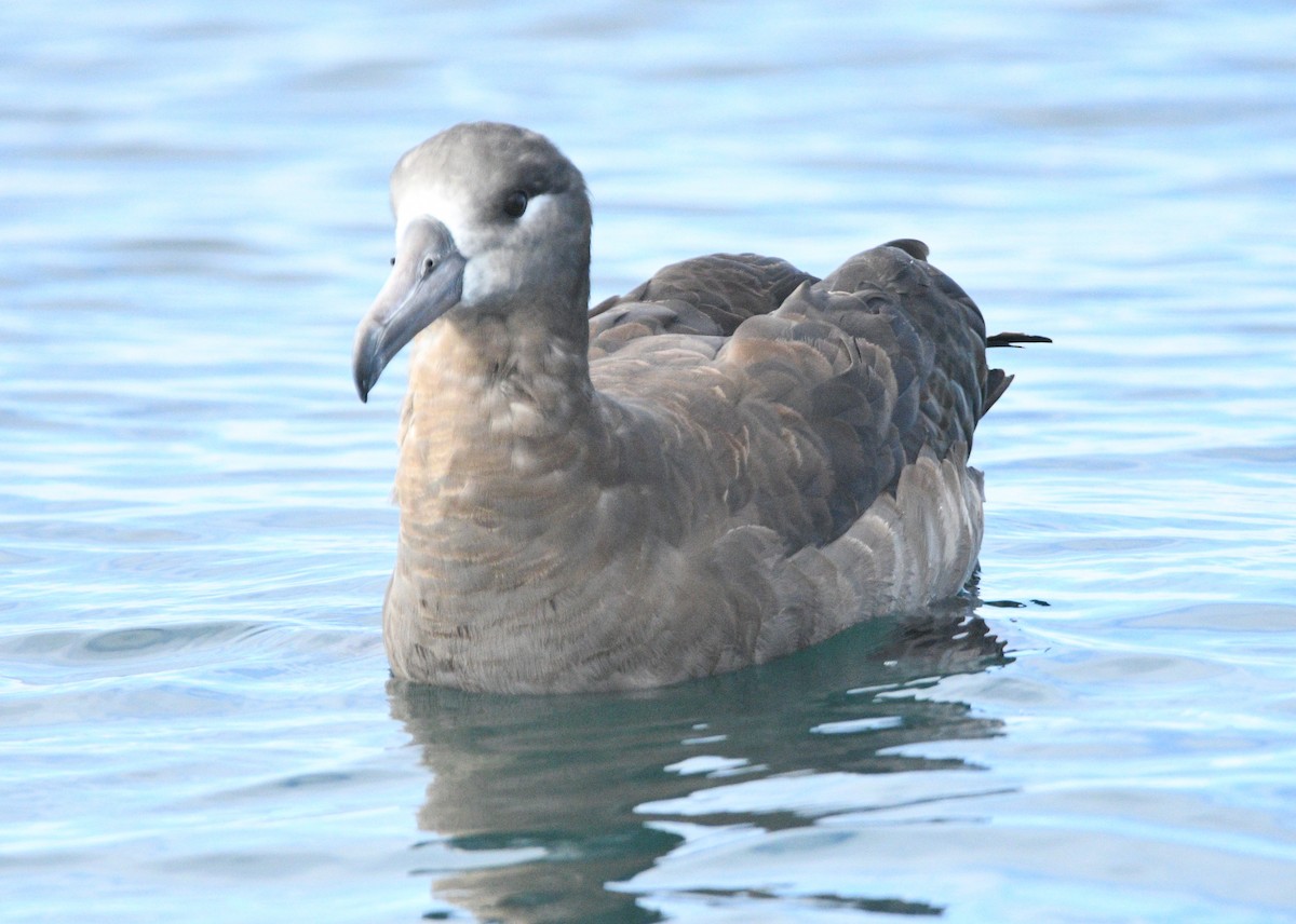 Black-footed Albatross - ML642142758