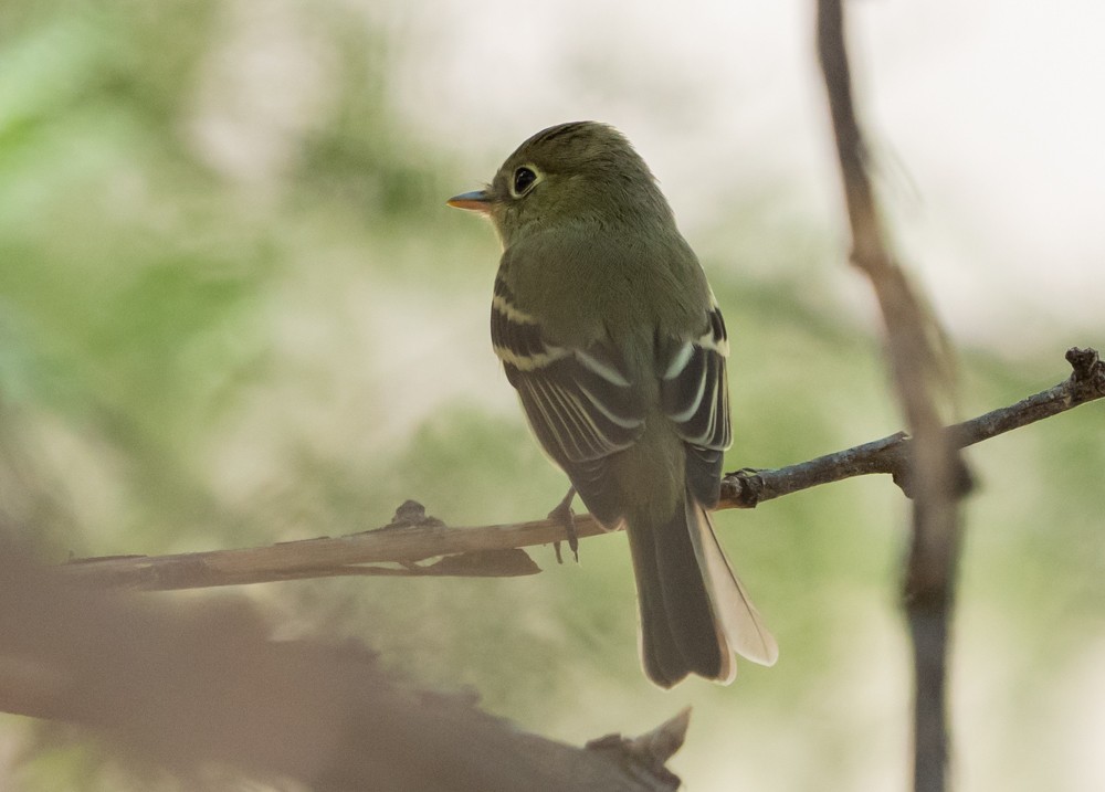 Western Flycatcher - ML642142759