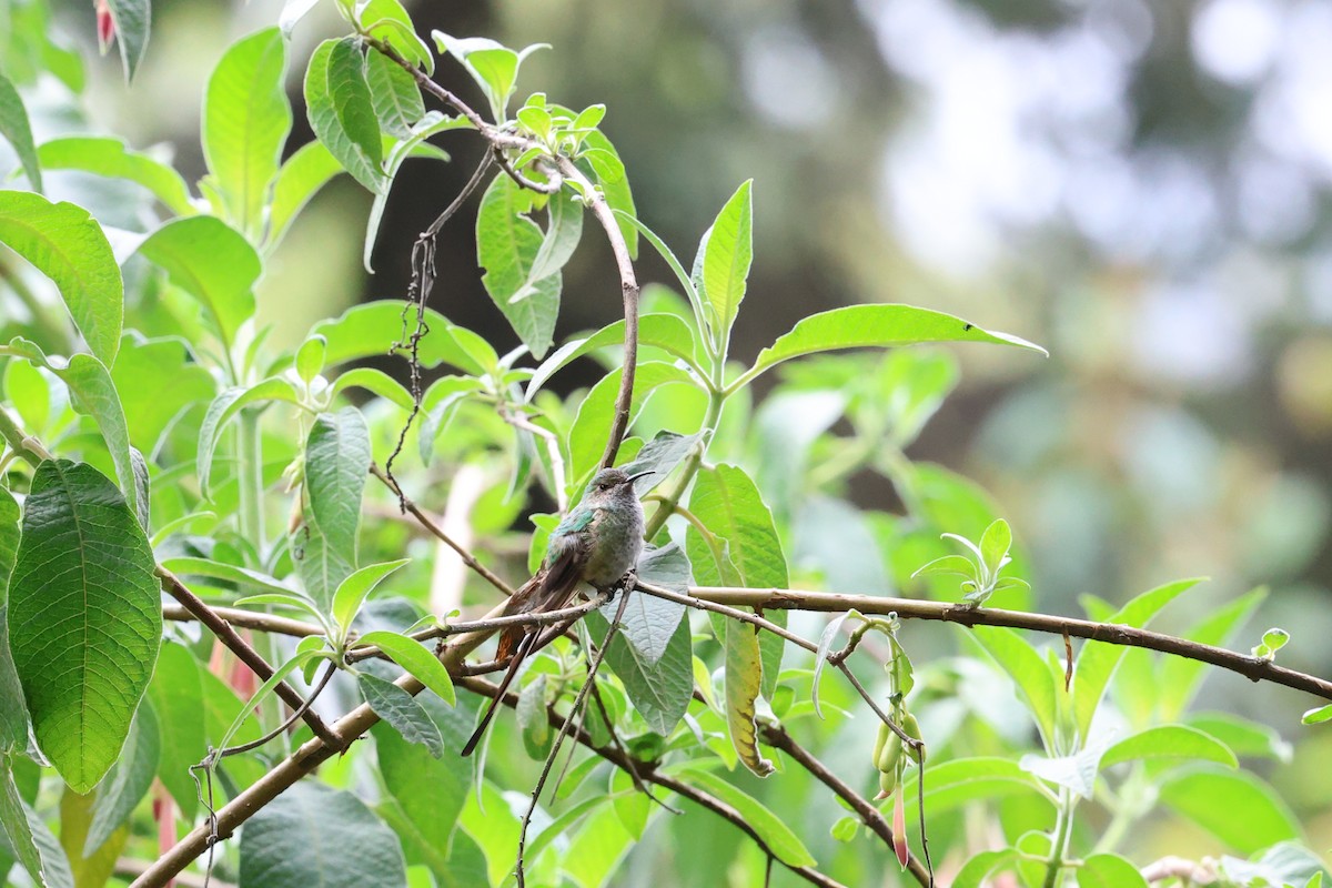 Black-tailed Trainbearer - ML642142804