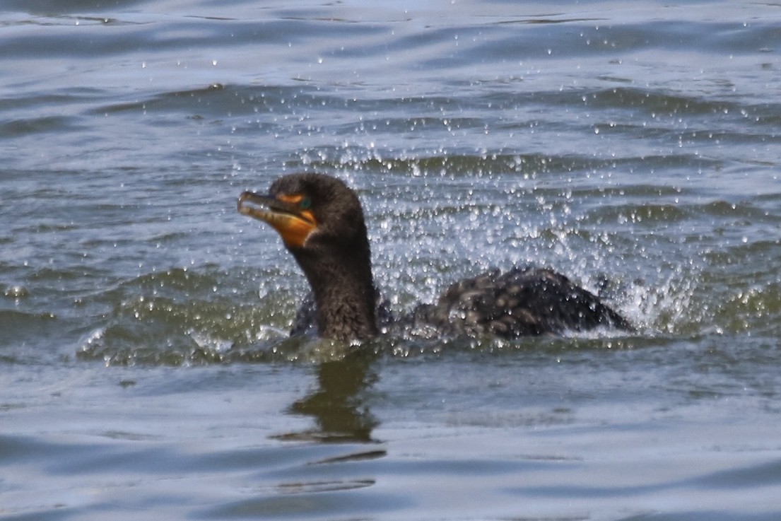 Cormoran à aigrettes - ML642142805