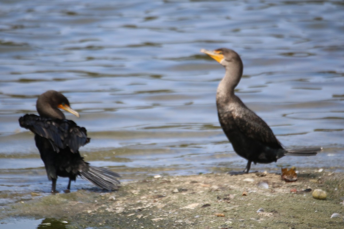 Cormoran à aigrettes - ML642142806