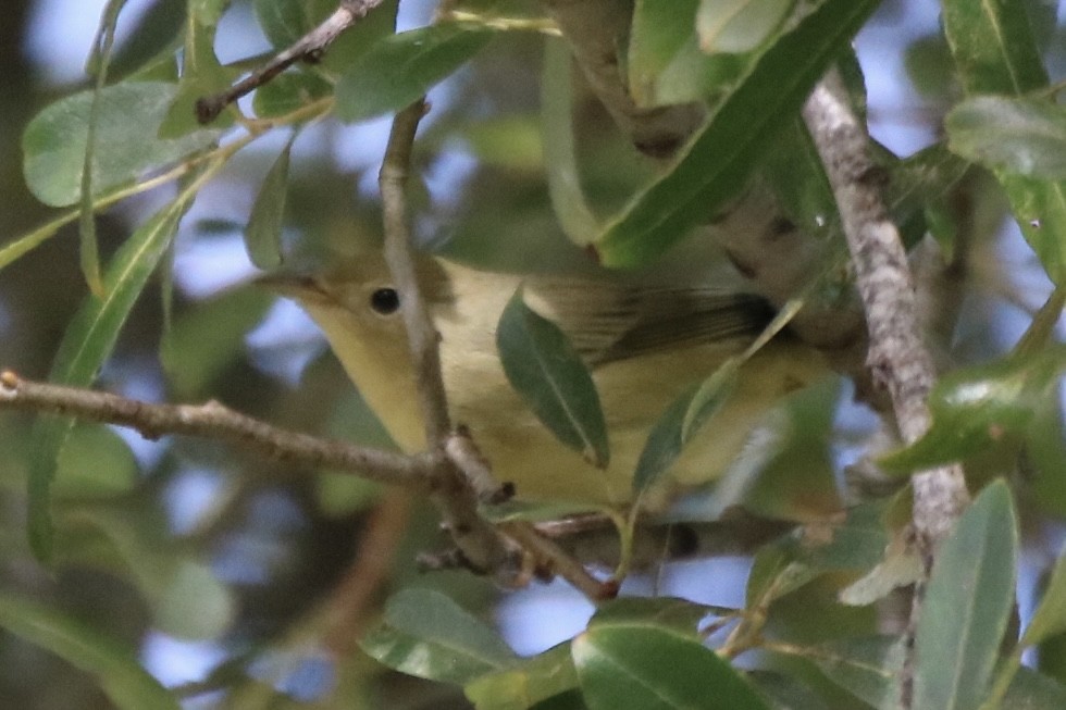 Yellow Warbler - ML642143000